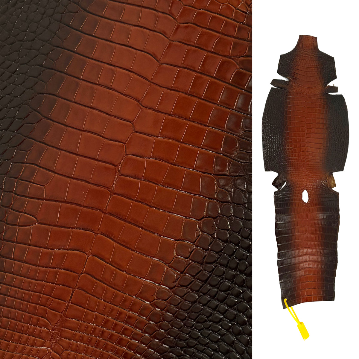 Glazed Whiskey Wild American Alligator | 32 cm