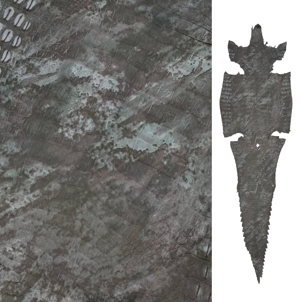 Green Fury Caiman Crocodile | SALE