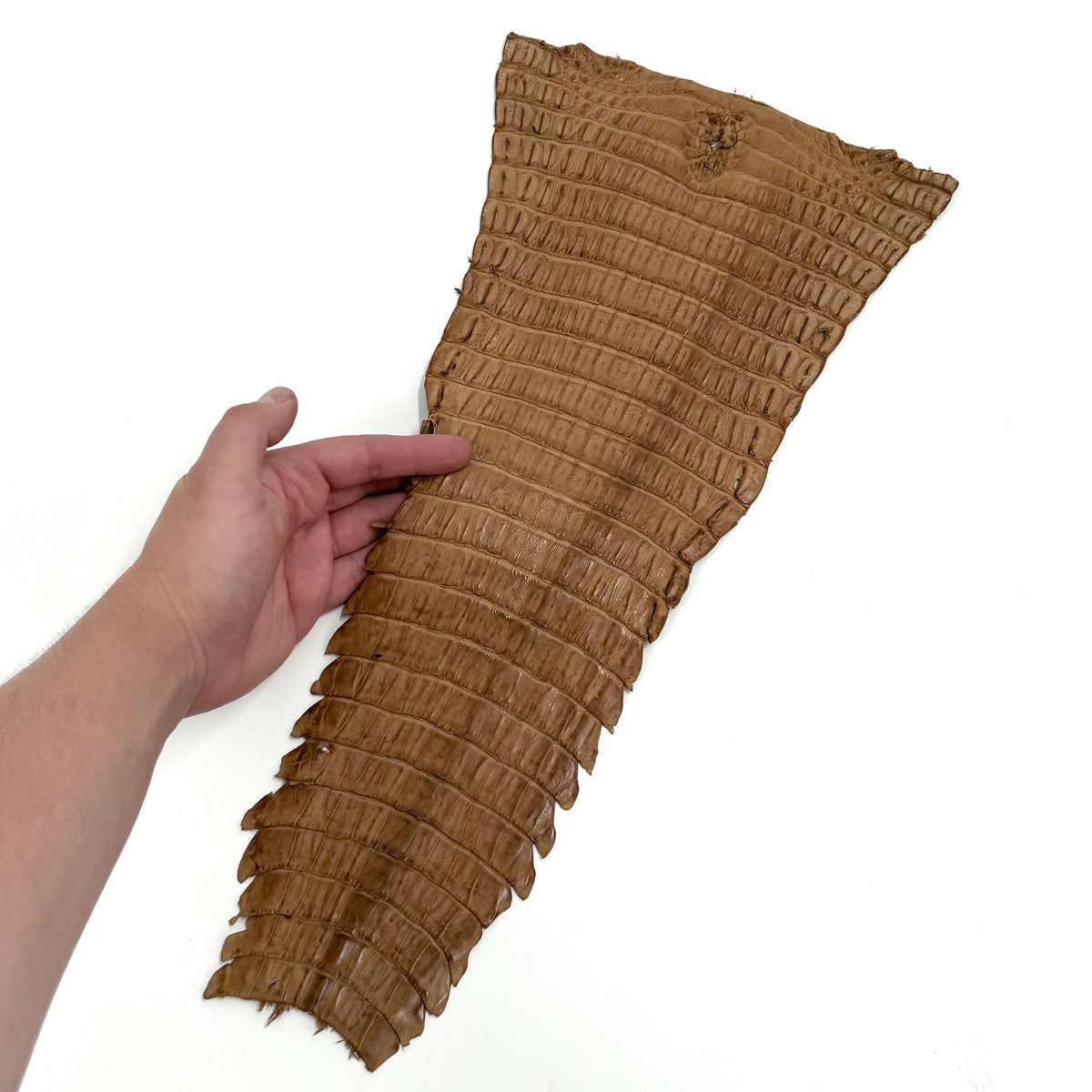 Individual Caiman Tails | SALE