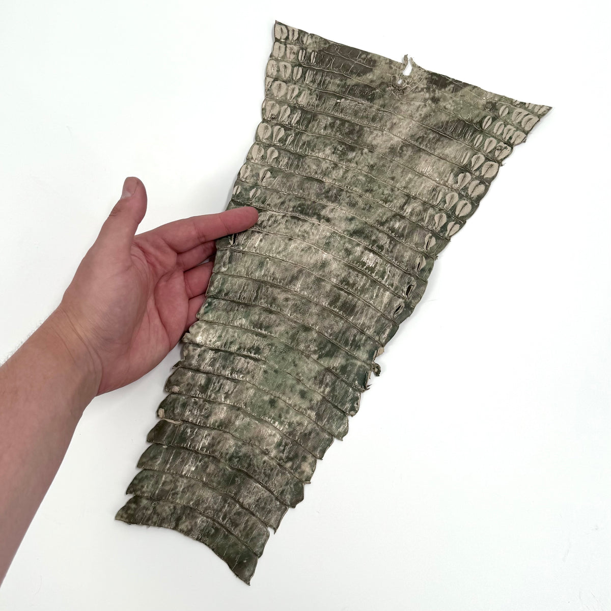 Individual Caiman Tails | SALE
