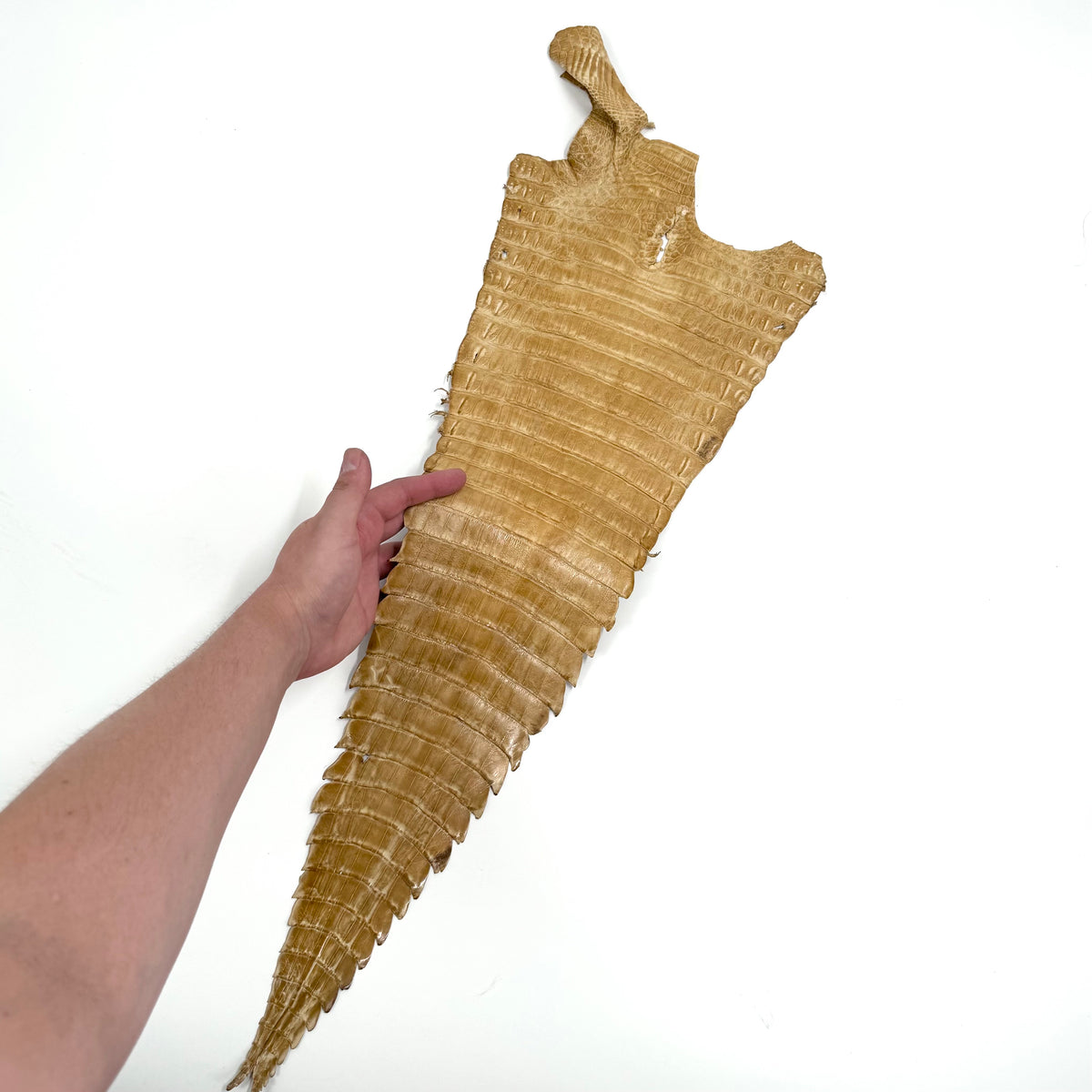 Individual Caiman Tails | SALE