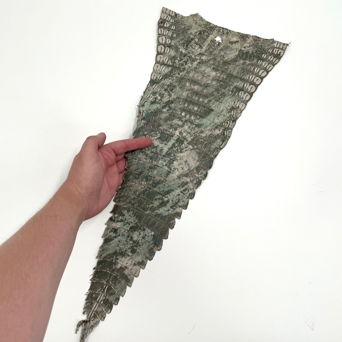 Individual Caiman Tails | SALE