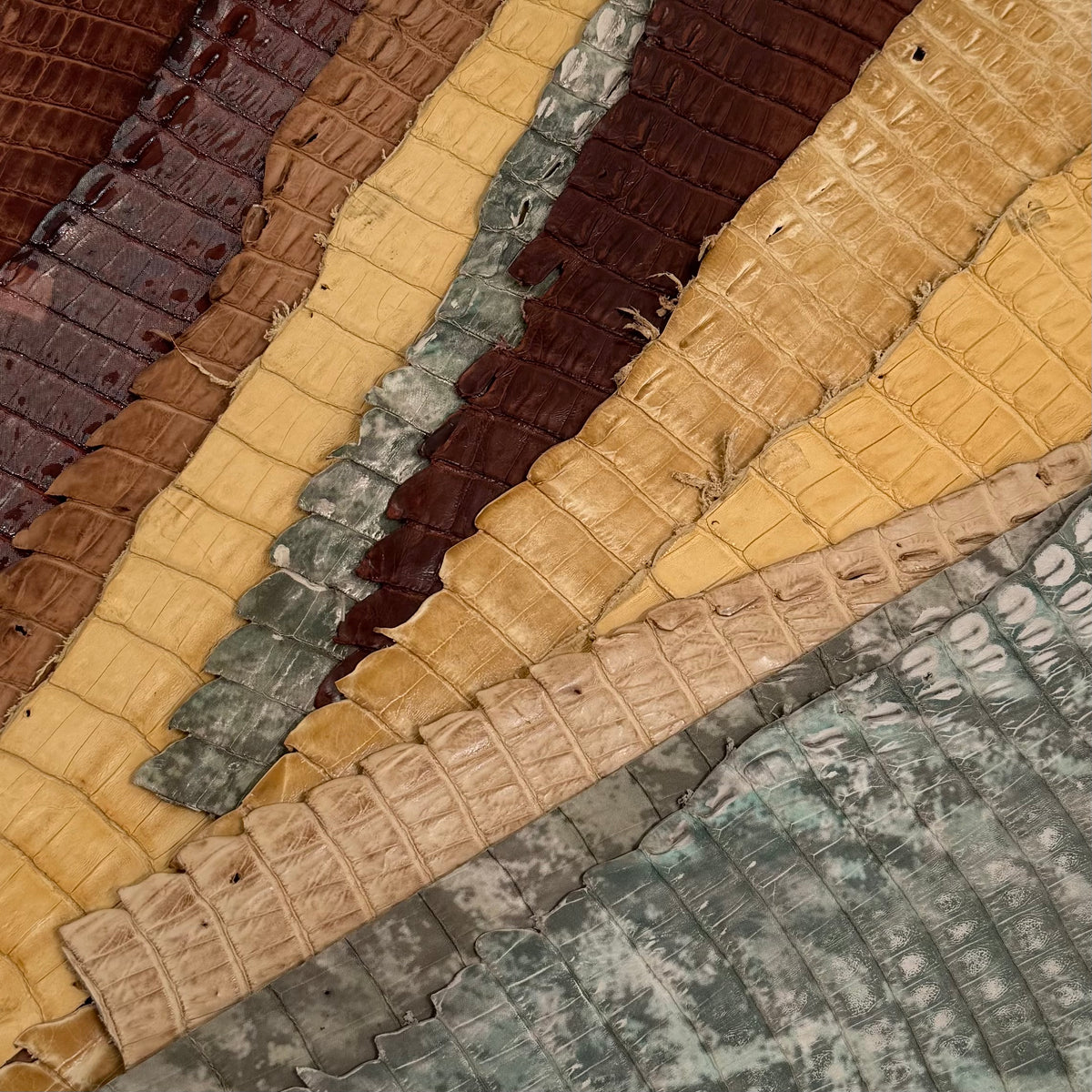 Individual Caiman Tails | SALE