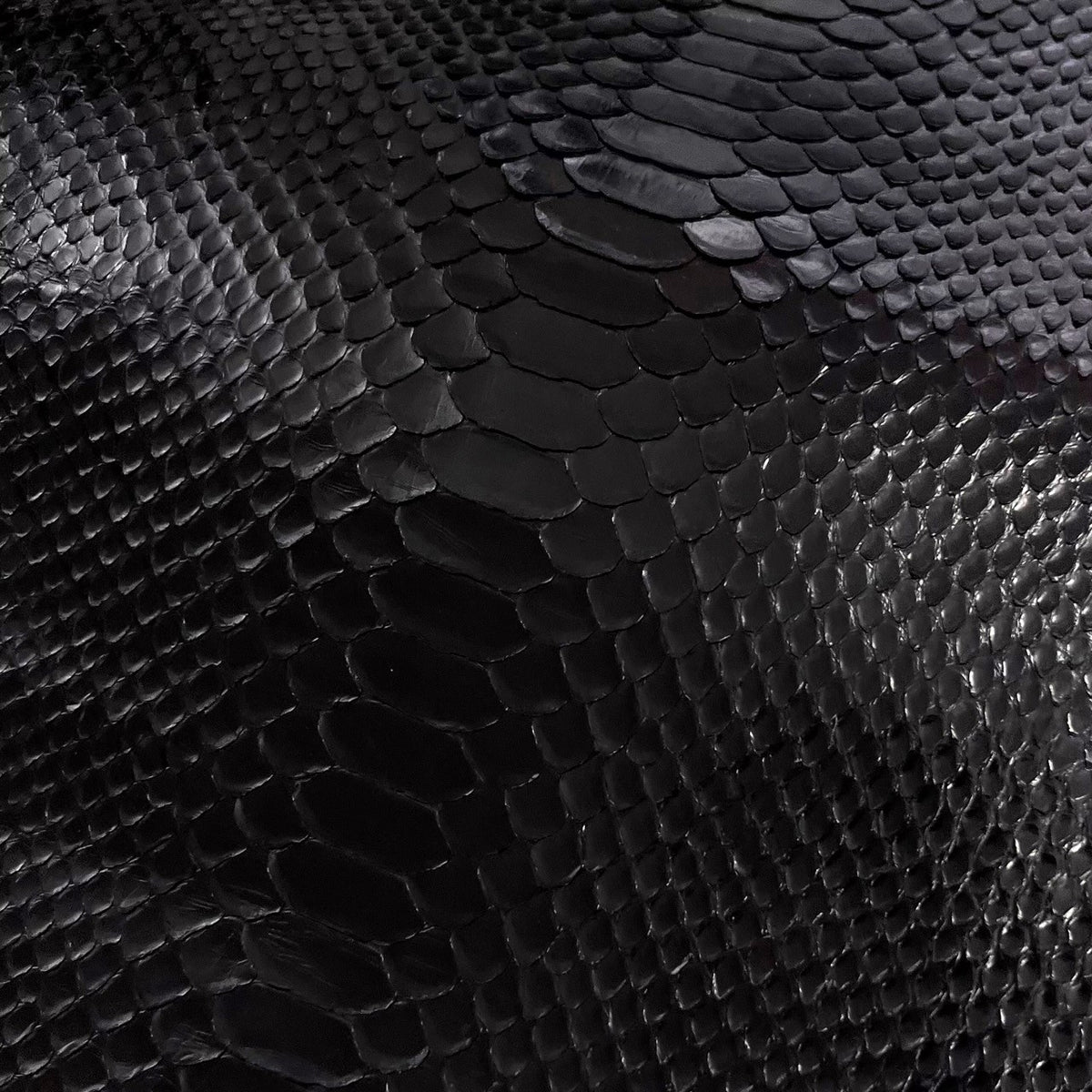 Black Glazed Python (Back Cut) Short Tail