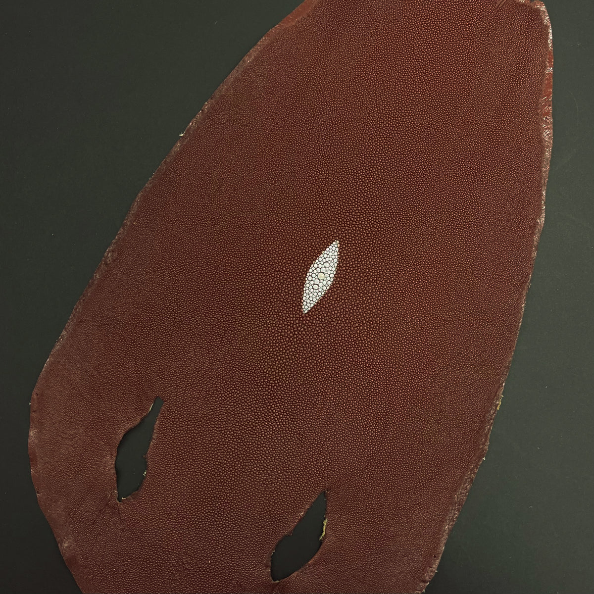 Stingray/Shagreen Genuine Skin | Peanut | 11" Wide