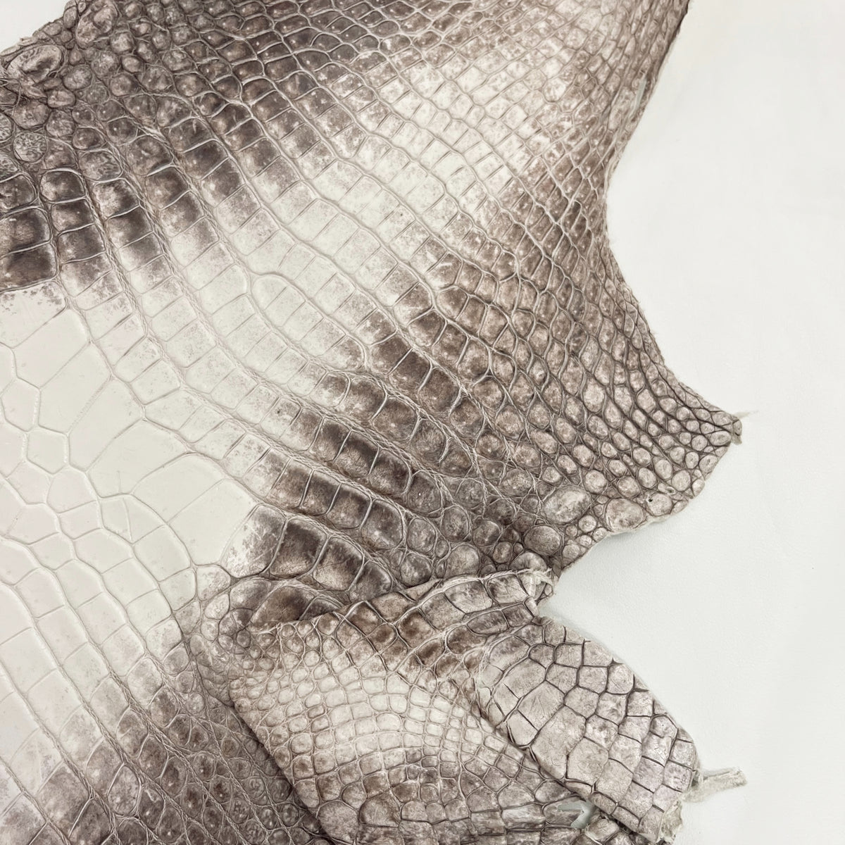 Himalayan Italian-Made Crocodile | 34-40 cm