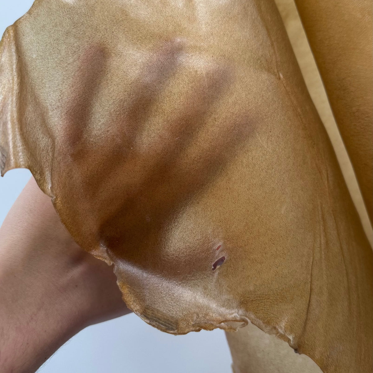 Italian Transparent Horse Leather | ONLY 10 HIDES LEFT!