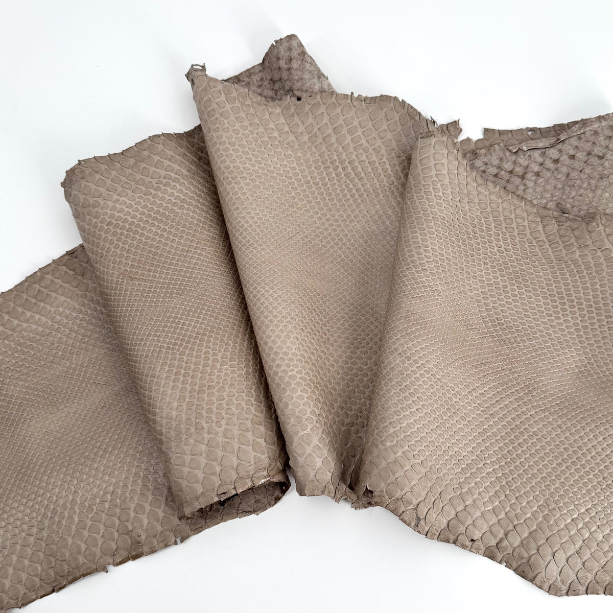 Semi-Shiny Stone Python Back Cut | SALE