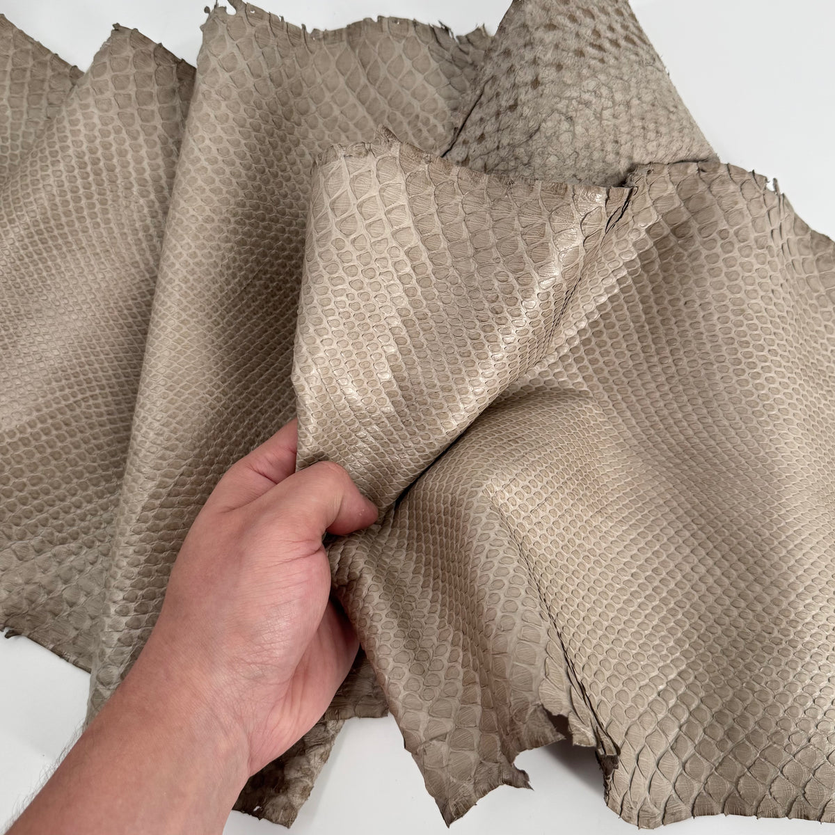 Semi-Shiny Stone Python Back Cut | SALE