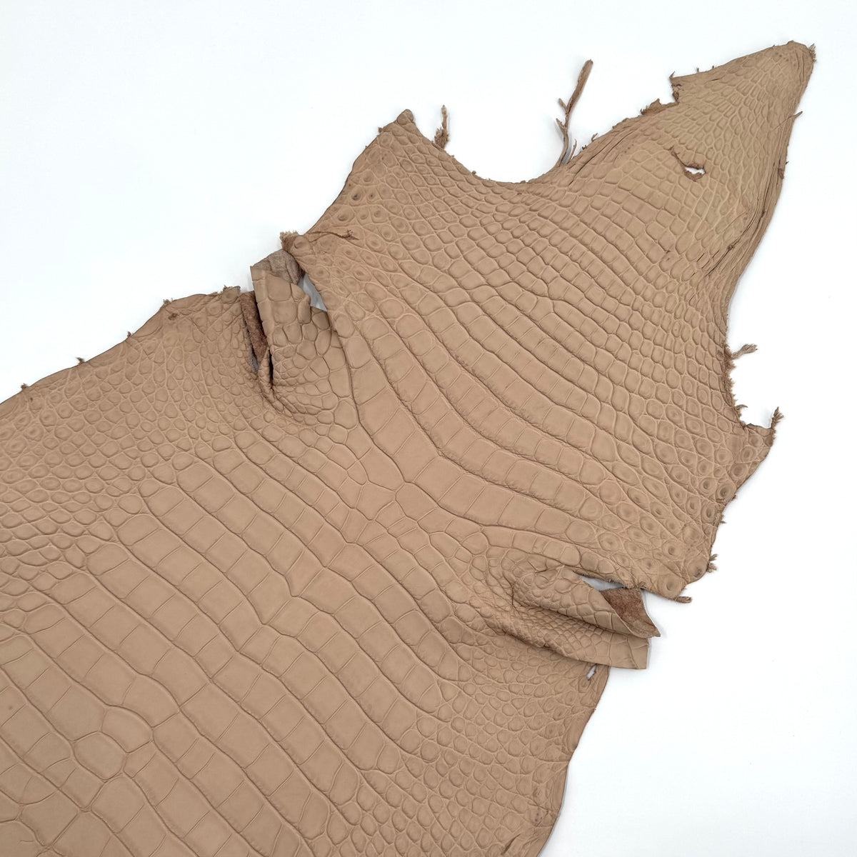 Latte Wild American Alligator | 43 cm | SALE