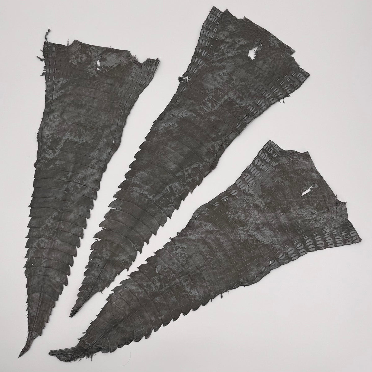 Fury Dusk Caiman Tail | SALE