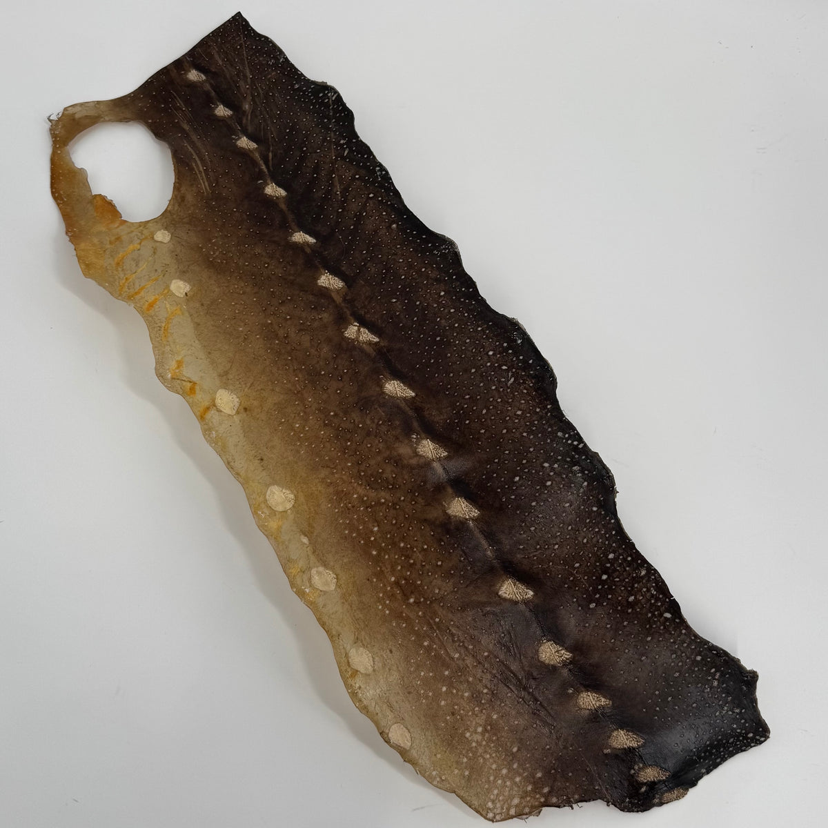 Transparent Sturgeon Plates | One-Of-A-Kind