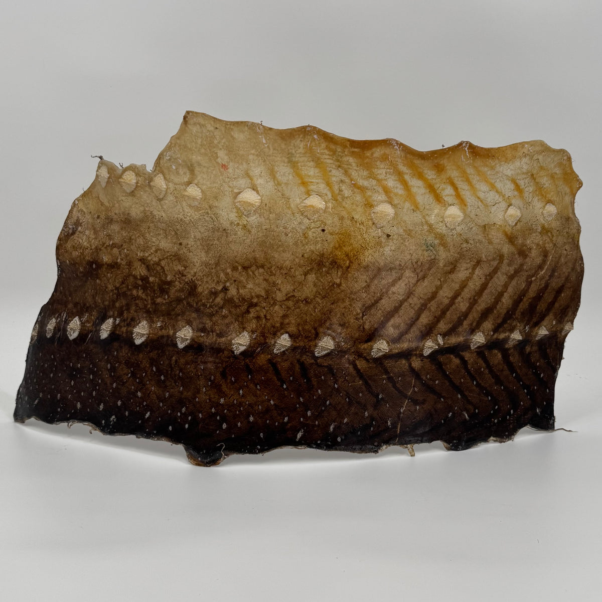 Transparent Sturgeon Plates | One-Of-A-Kind