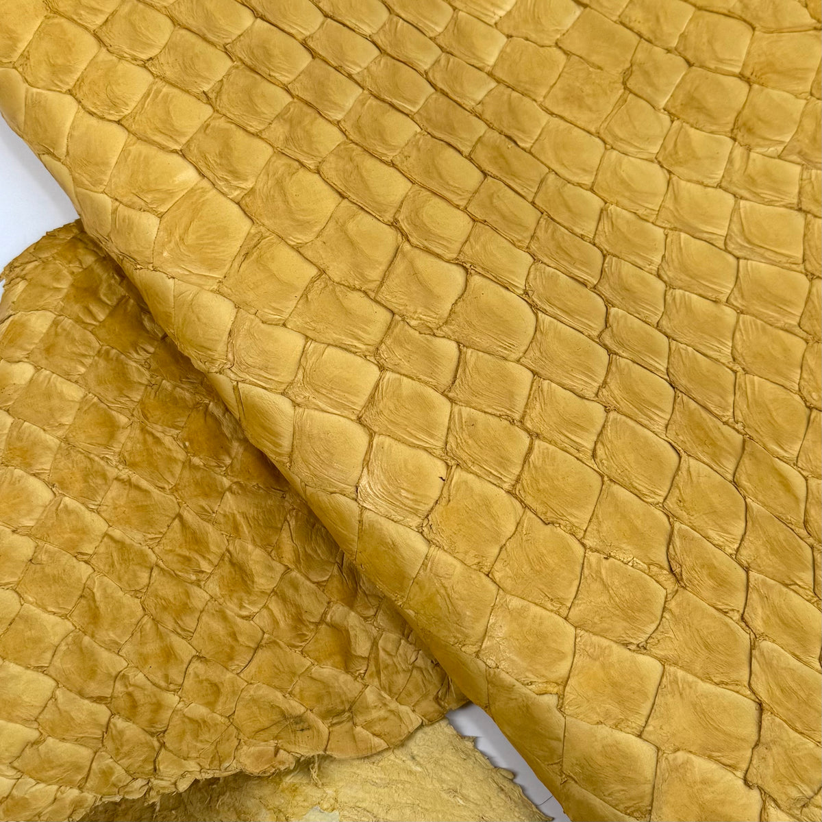 Pirarucu Fish in Yellow - LAST 1 AVAILABLE!