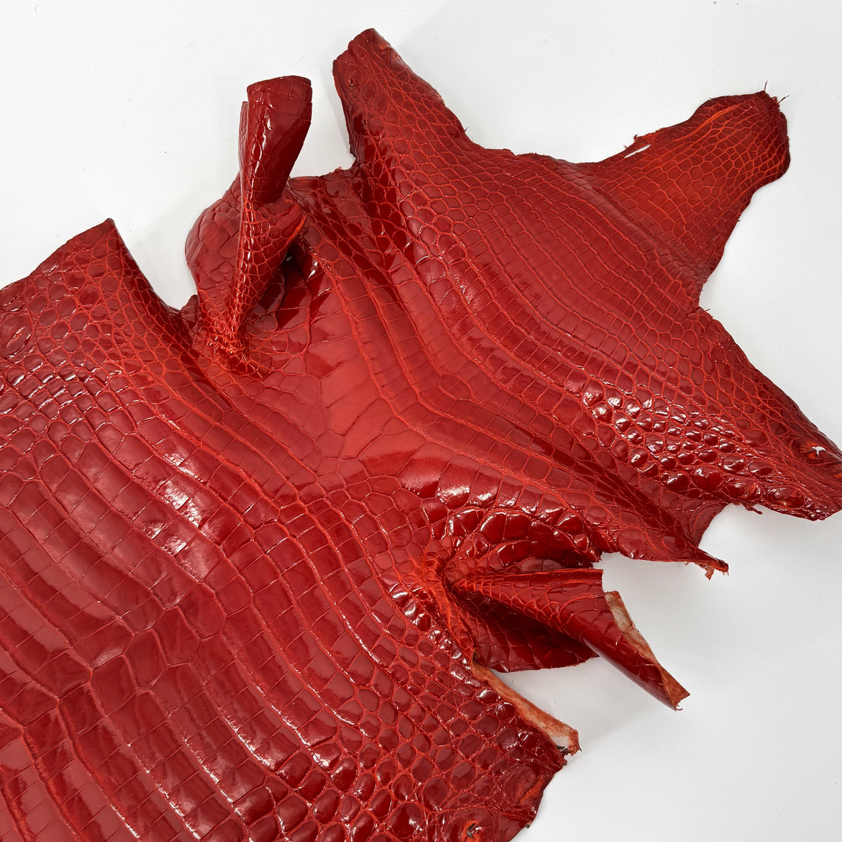 Glazed American Alligator in Crimson Red/Orange | 41 cm