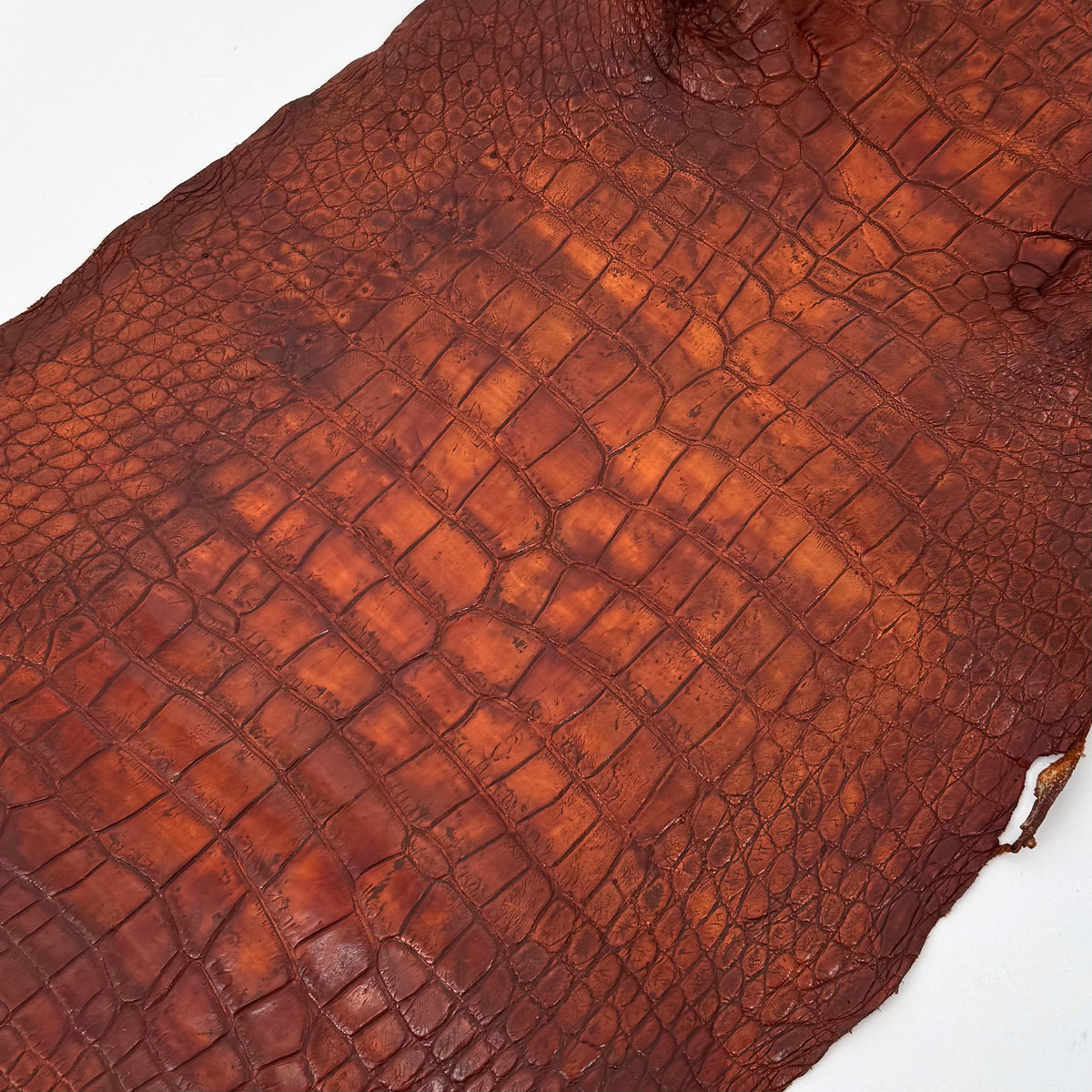 25% OFF | Wild American Alligator - 38 cm - Hand Painted "Burnt Orange" | SALE