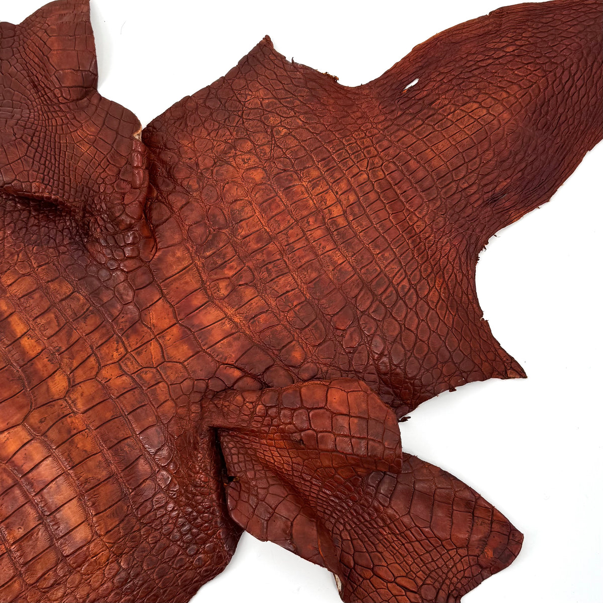25% OFF | Wild American Alligator - 38 cm - Hand Painted "Burnt Orange" | SALE