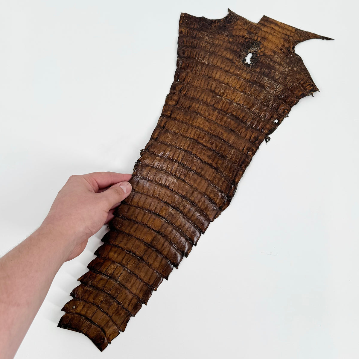 Individual Caiman Tails | SALE