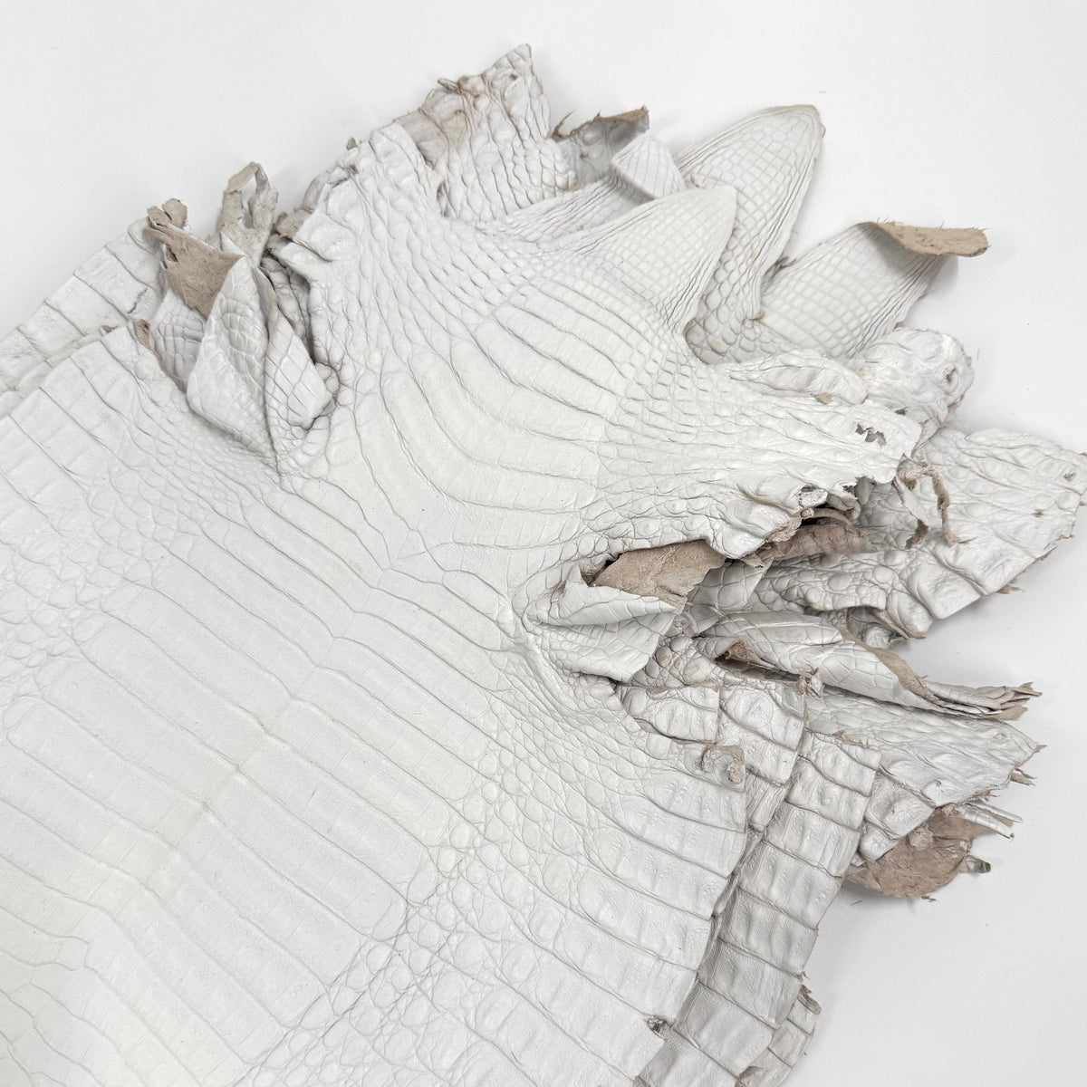 White Pigmented Caiman - Grade 2 & Grade 3 | Sale