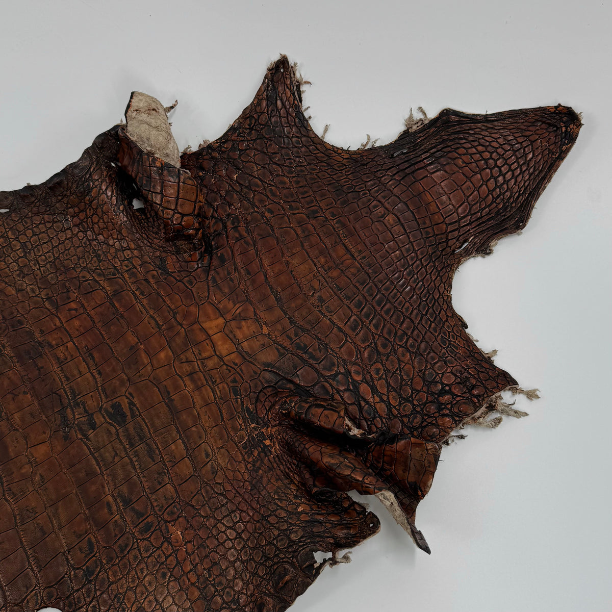35% OFF | Wild American Alligator Grade 2 - 37 cm - Hand Painted "Walnut" | SALE