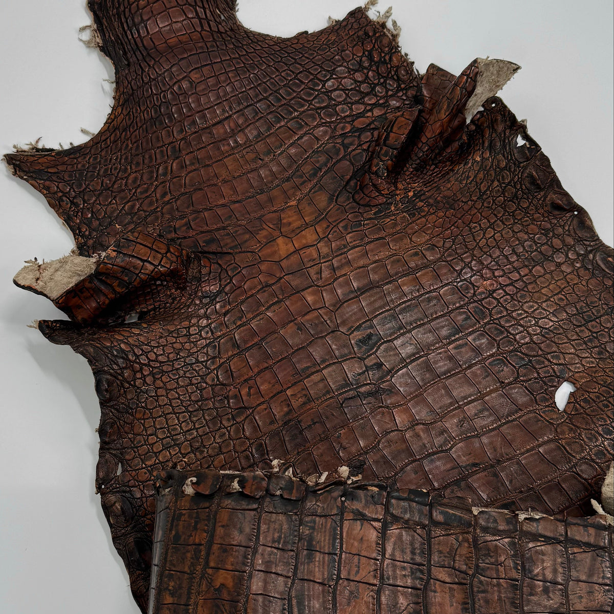 35% OFF | Wild American Alligator Grade 2 - 37 cm - Hand Painted "Walnut" | SALE