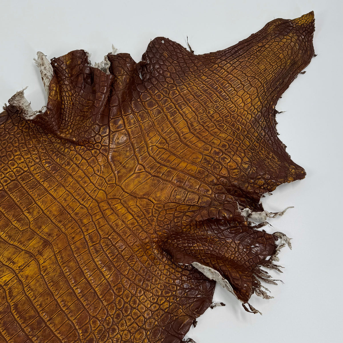 25% OFF Large Nile Crocodile - Hand Painted "Yellow Rust" 44 cm | SALE