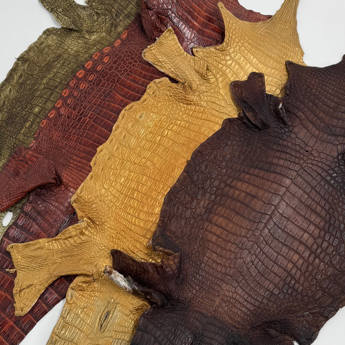 20% OFF SALE | Small Nile Crocodile - Only 4 available
