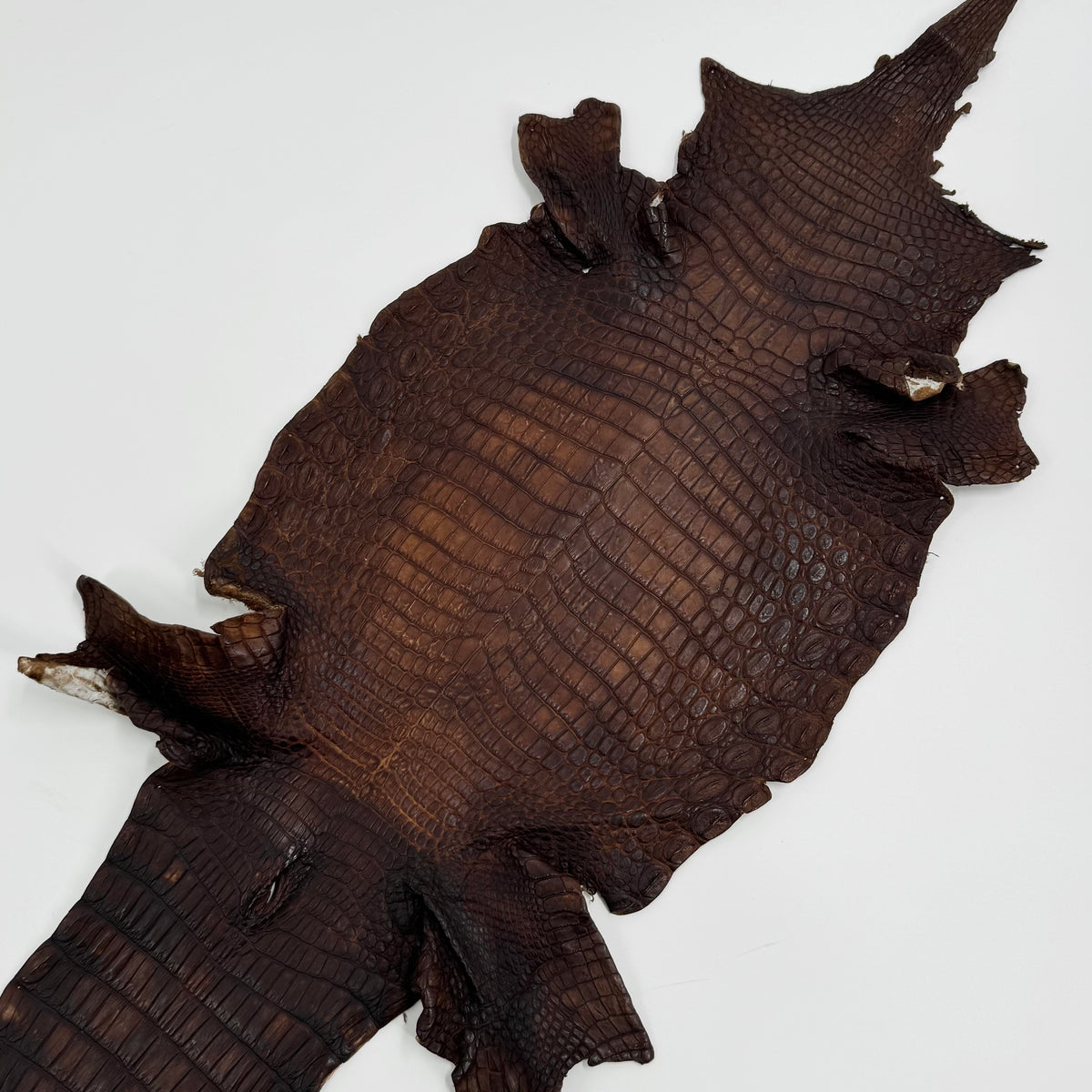 20% OFF SALE | Small Nile Crocodile - Only 4 available