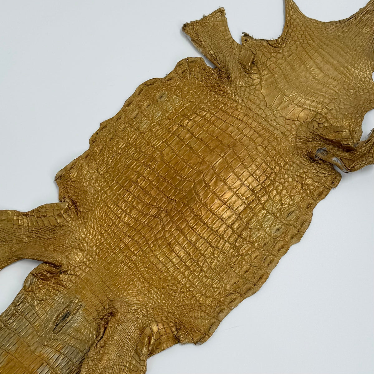 20% OFF SALE | Small Nile Crocodile - Only 4 available