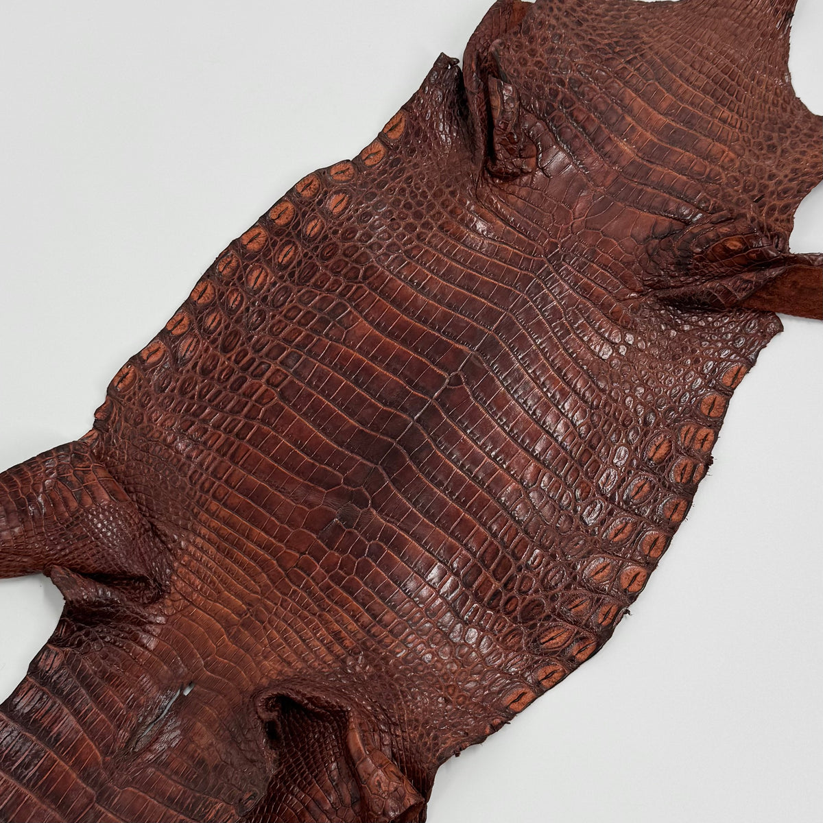 20% OFF SALE | Small Nile Crocodile - Only 4 available