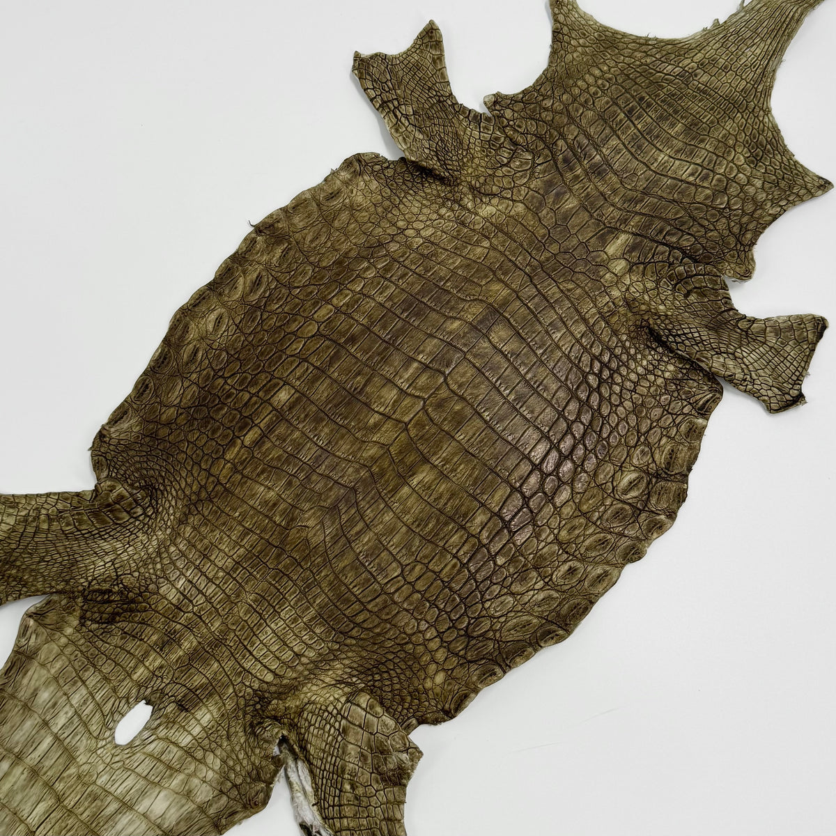 20% OFF SALE | Small Nile Crocodile - Only 4 available