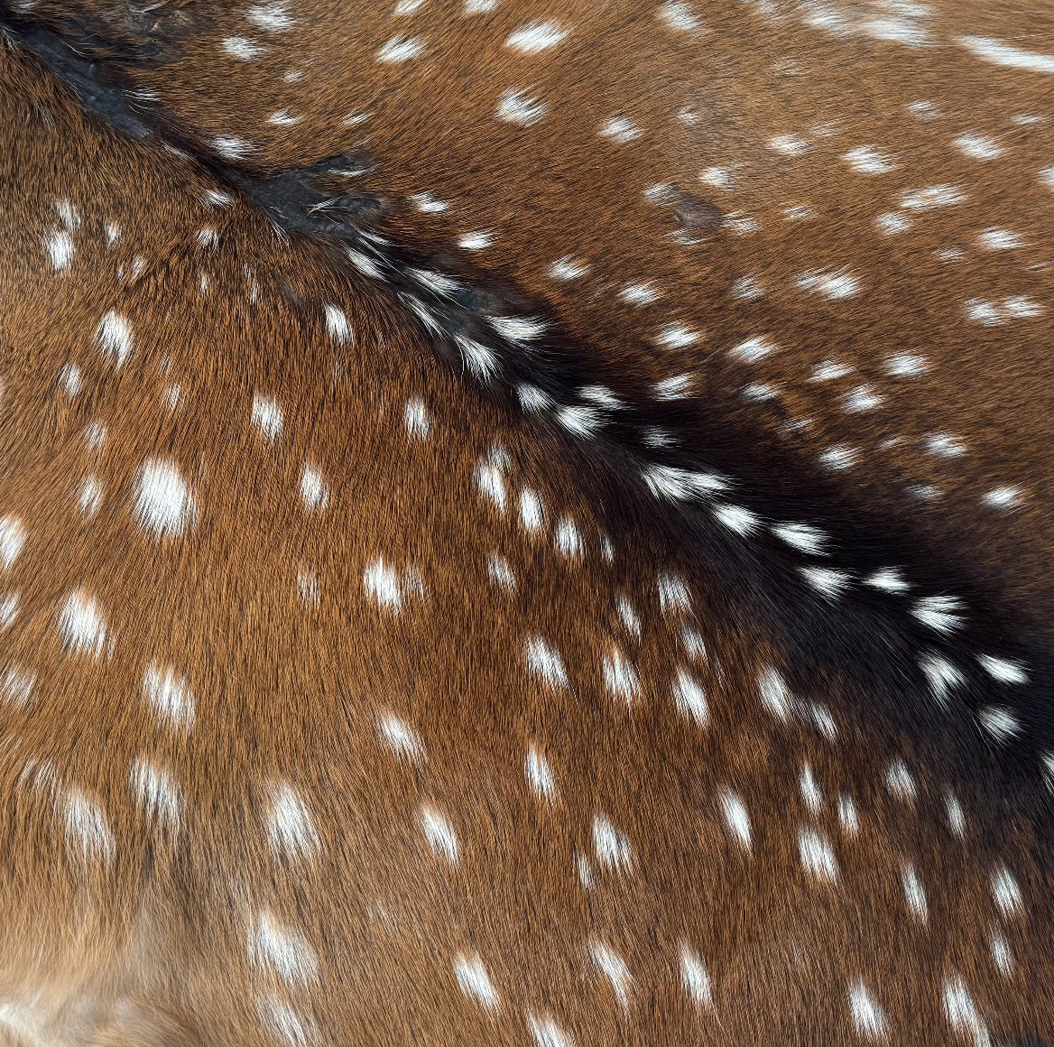 Axis Wild Deer Hide Extra Large