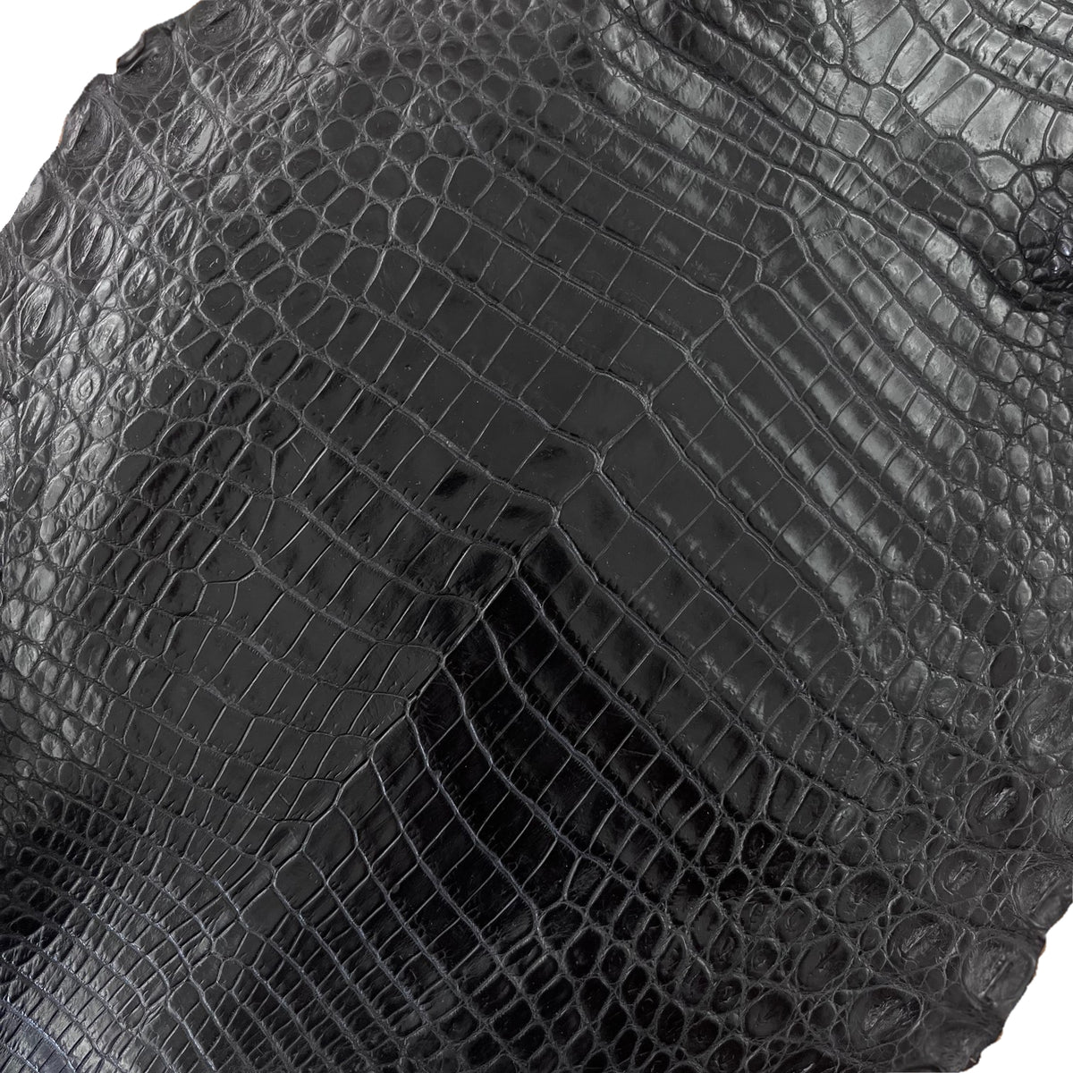 Nile Crocodile Black | 25-30 cm