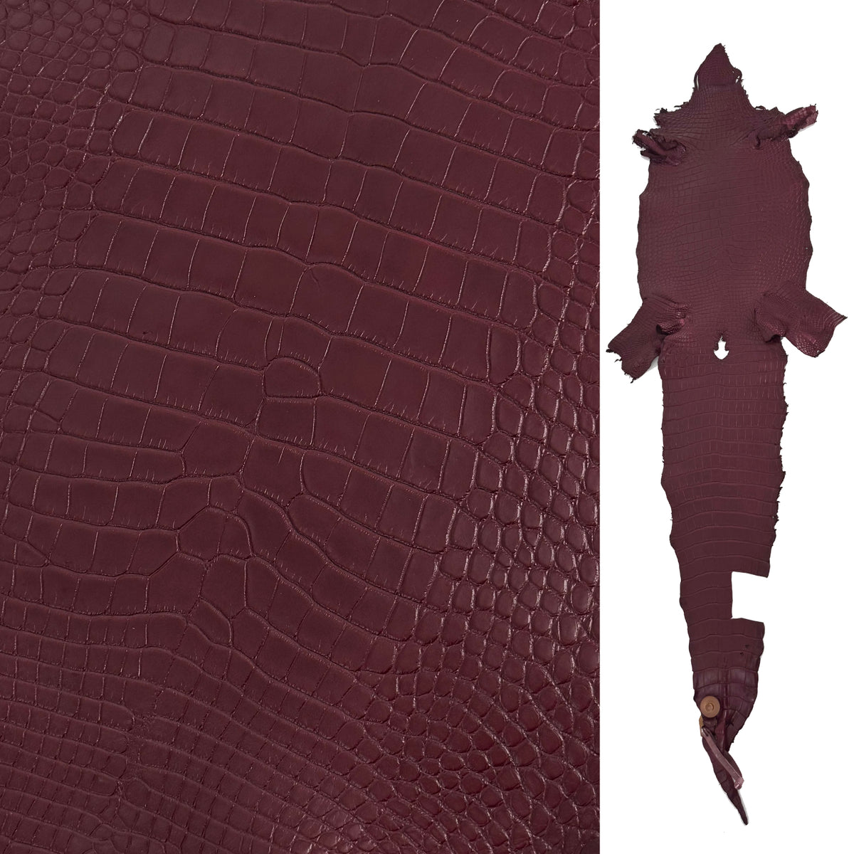 Bordeaux Wild American Alligator | 33 cm