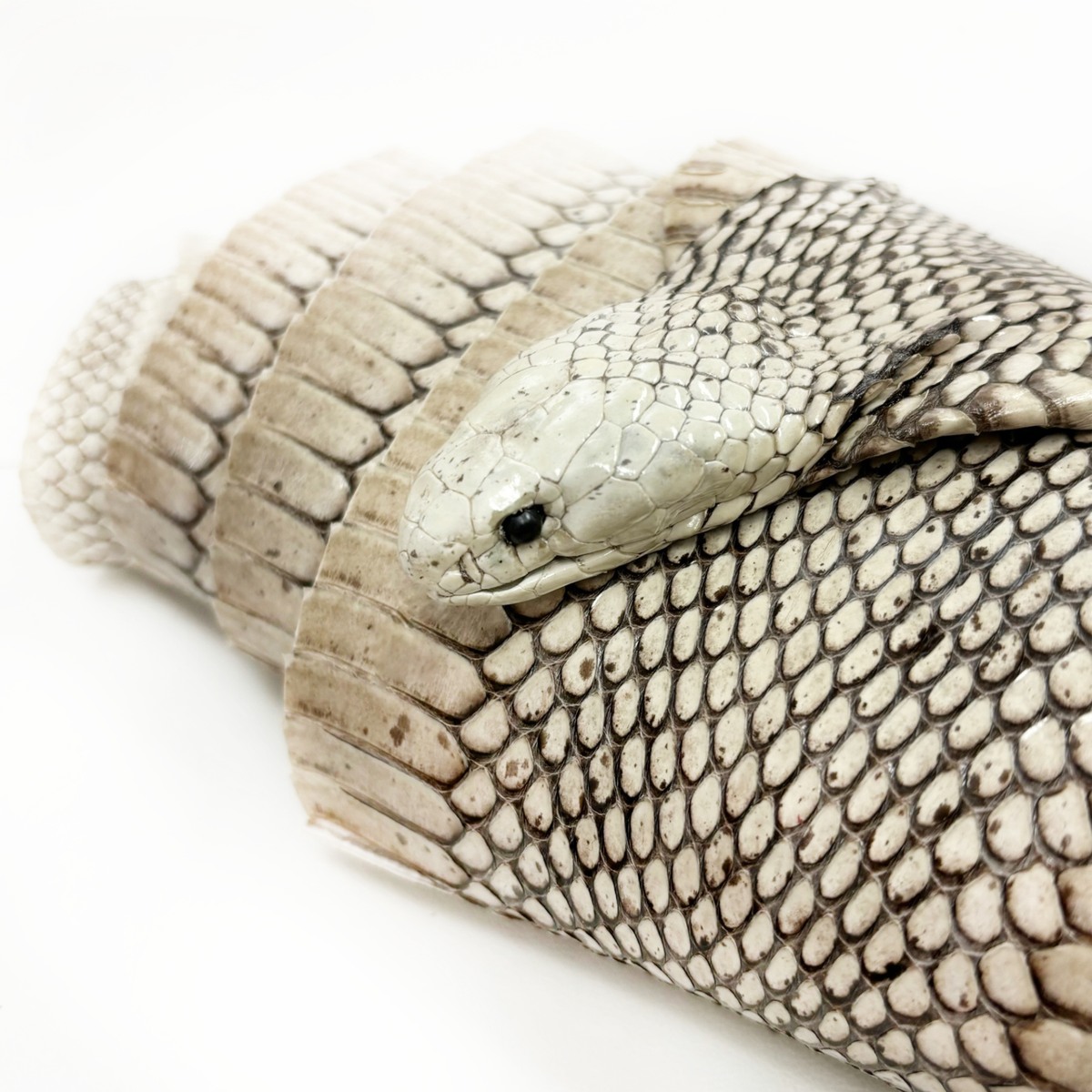Head-On Genuine Cobra Skin