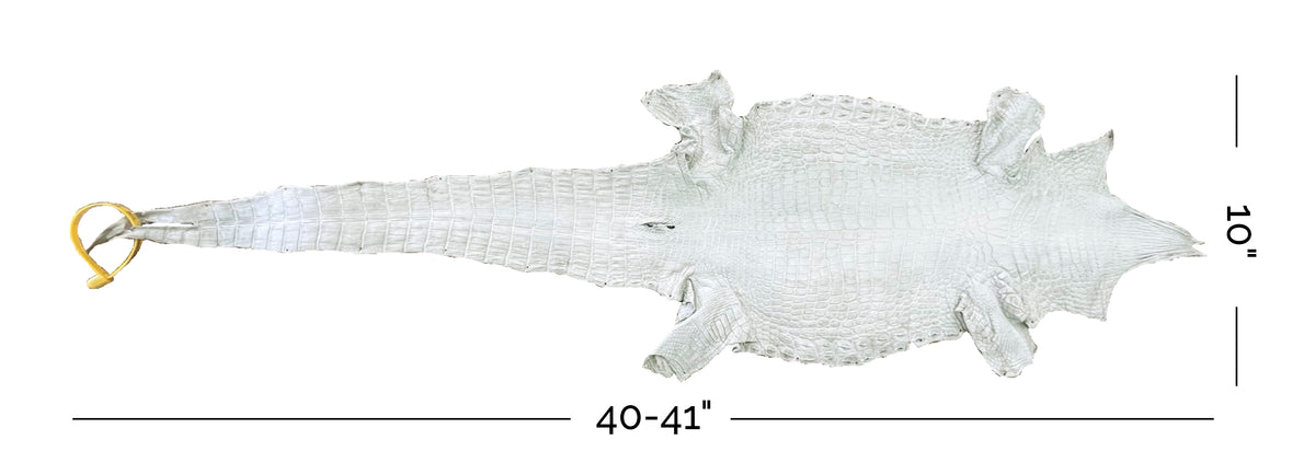 Nile Crocodile | 25-30 cm