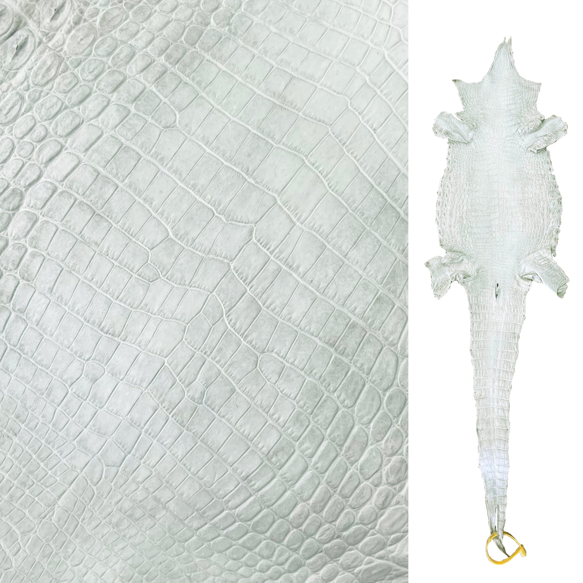 Nile Crocodile | 25-30 cm