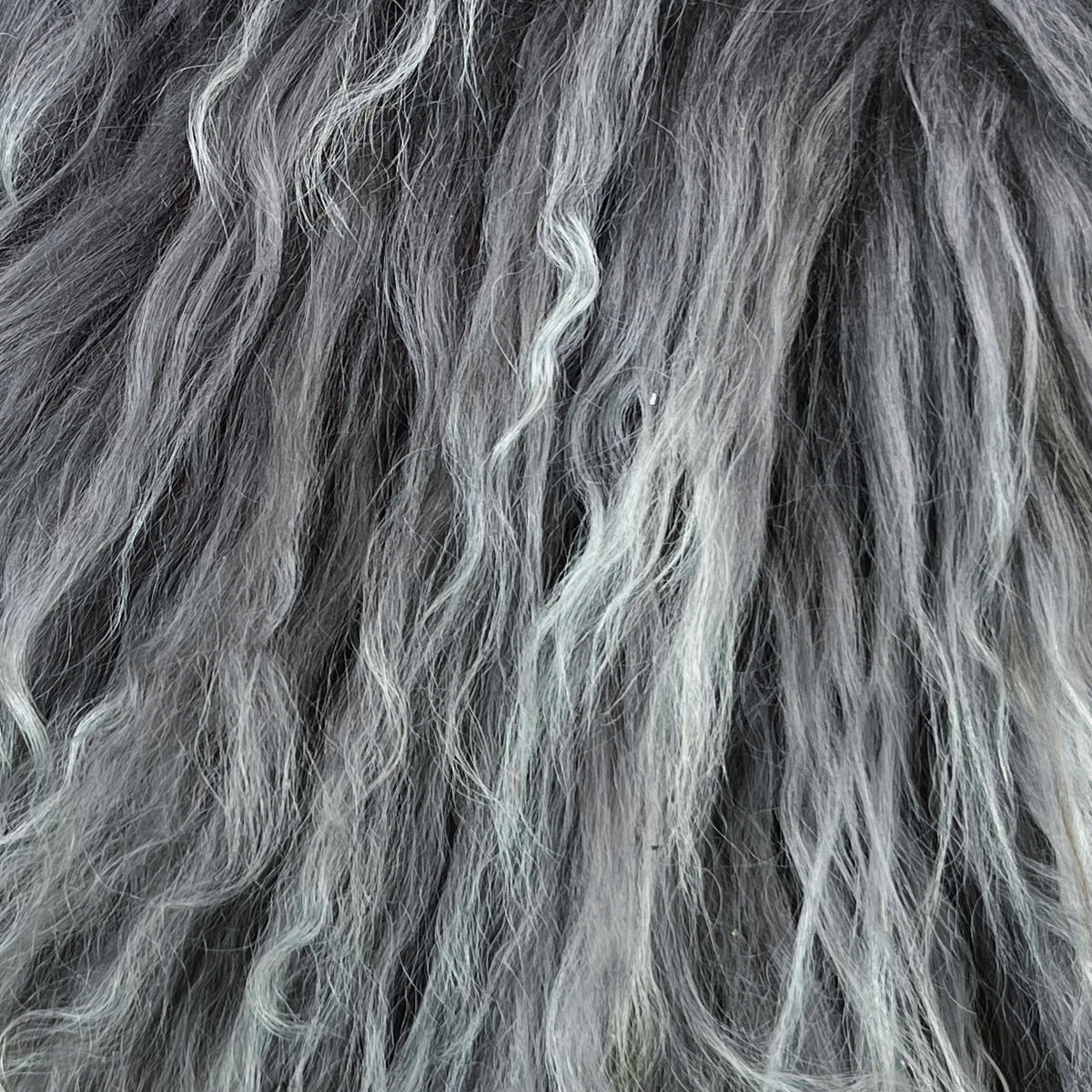 Mongolian Curly Lamb Plate | Ships in 4-5 Days