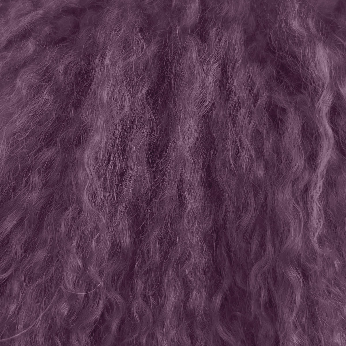 Mongolian Curly Lamb Plate | Ships in 4-5 Days