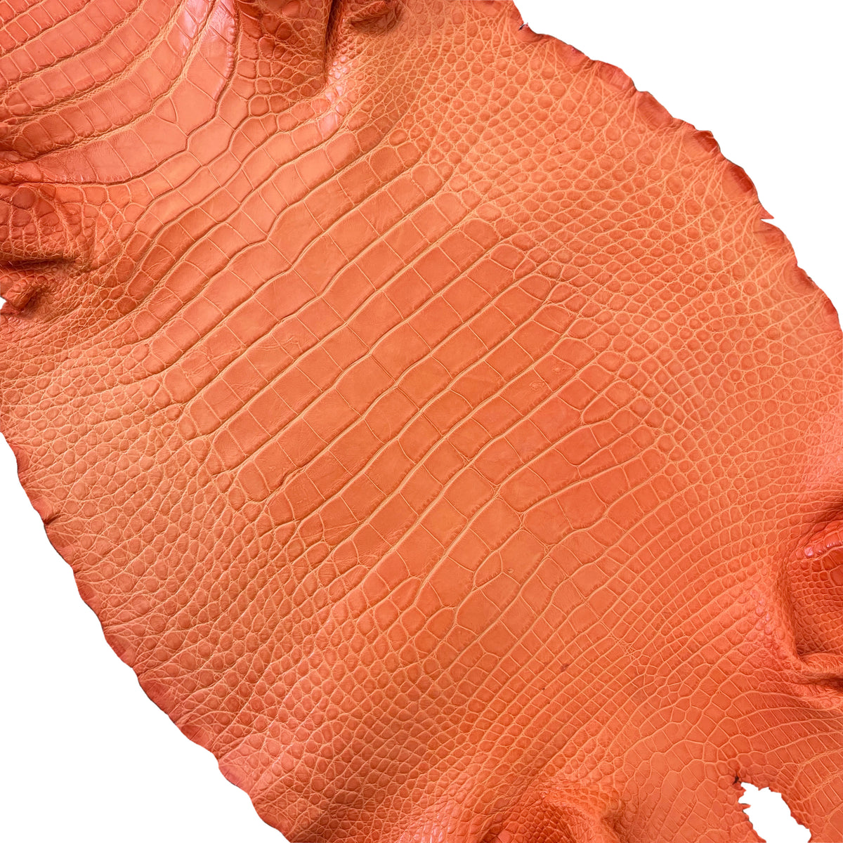 Wild American Alligator Orange | 37 cm