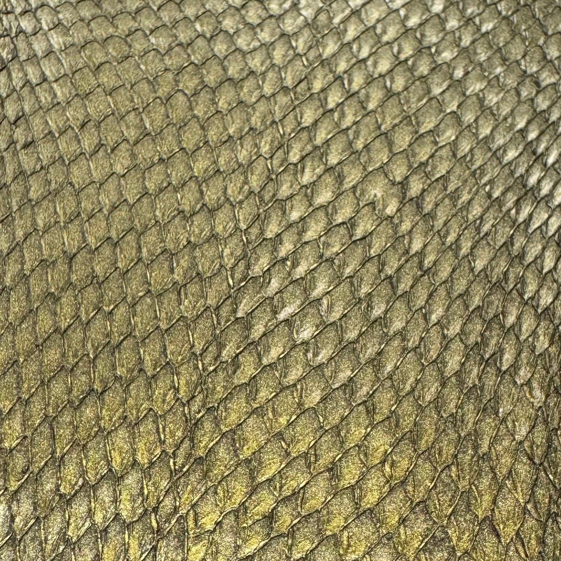 Salmon Skin | Closed Scales | Gold