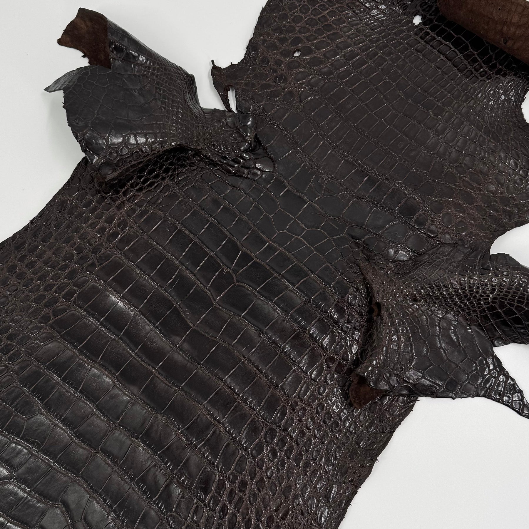 Floridian Wild Alligator (Millenium Finish)