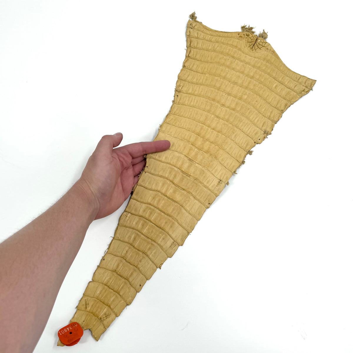 Individual Caiman Tails | SALE