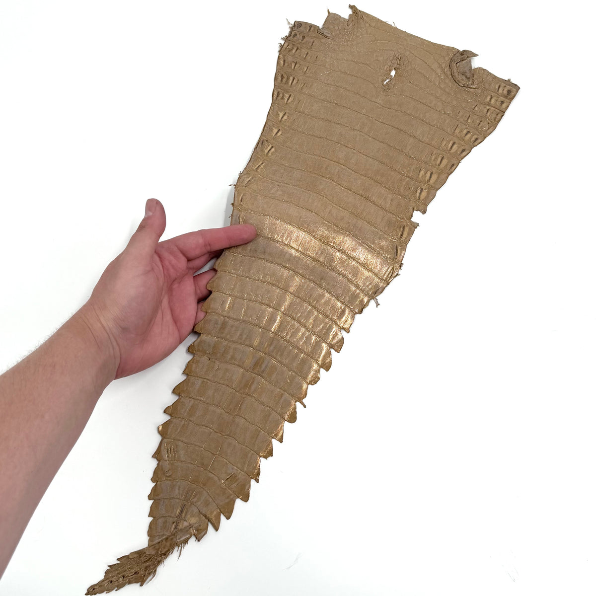 Individual Caiman Tails | SALE