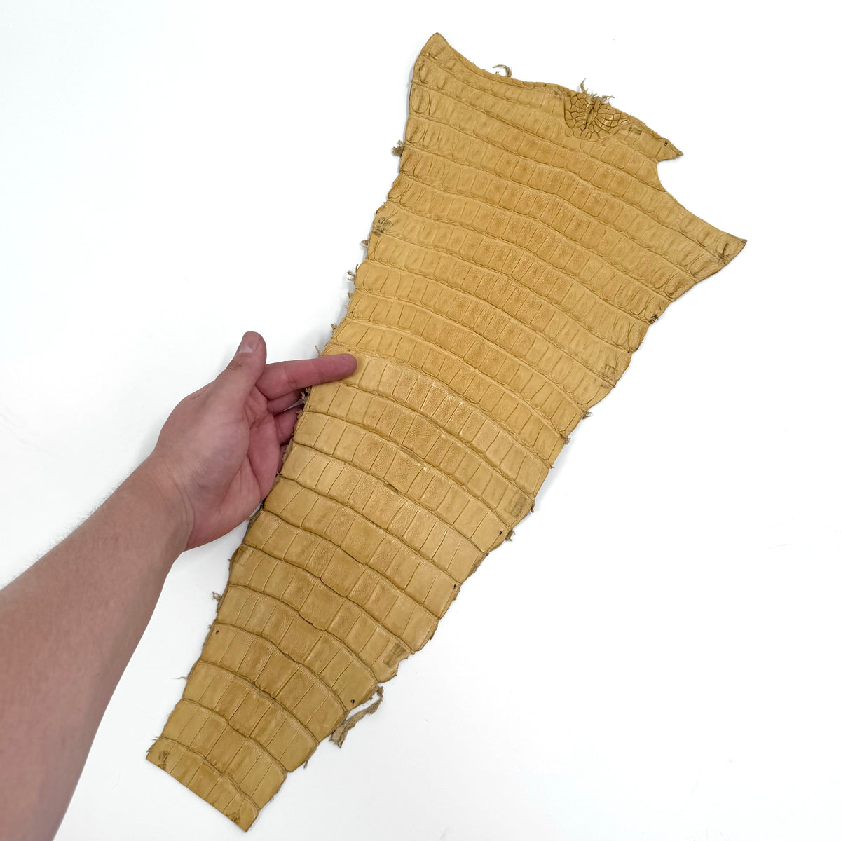 Individual Caiman Tails | SALE