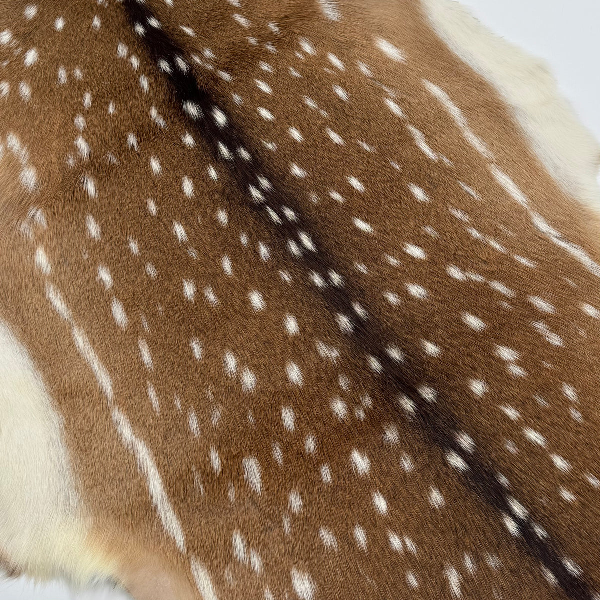 Extra Soft Axis Wild Deer Hide - only 10 available!