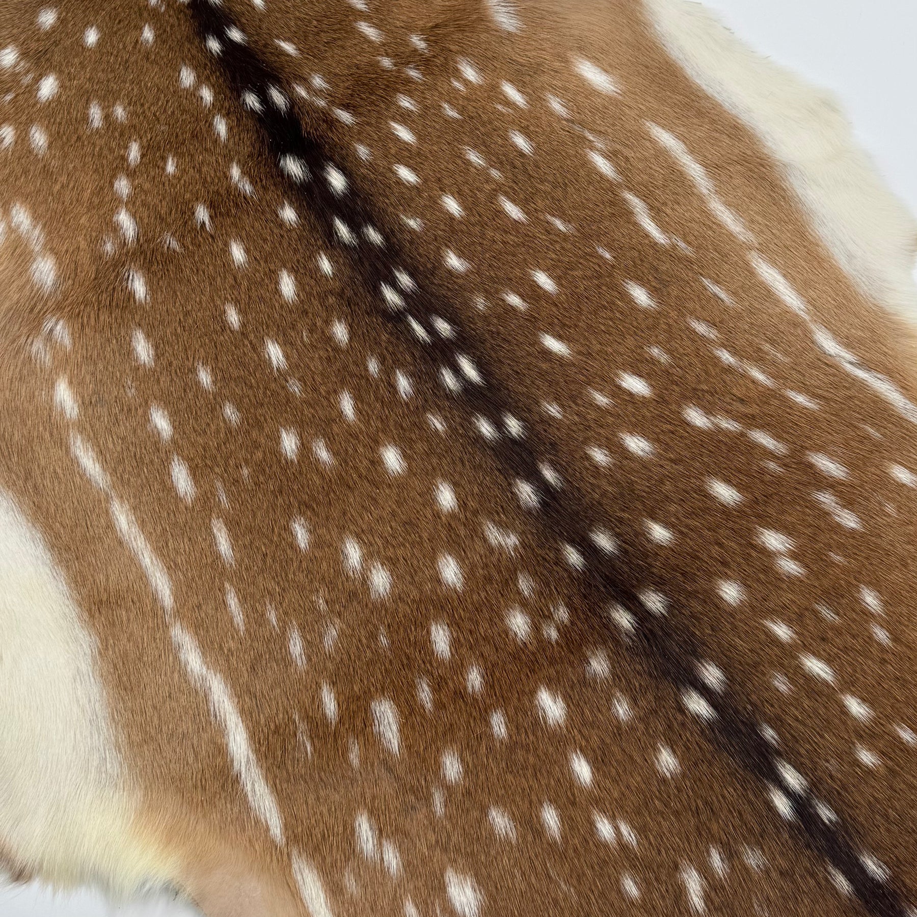 Extra Soft Axis Wild Deer Hide - only 10 available!
