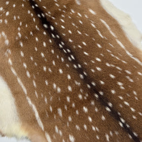Extra Soft Axis Wild Deer Hide - only 10 available!