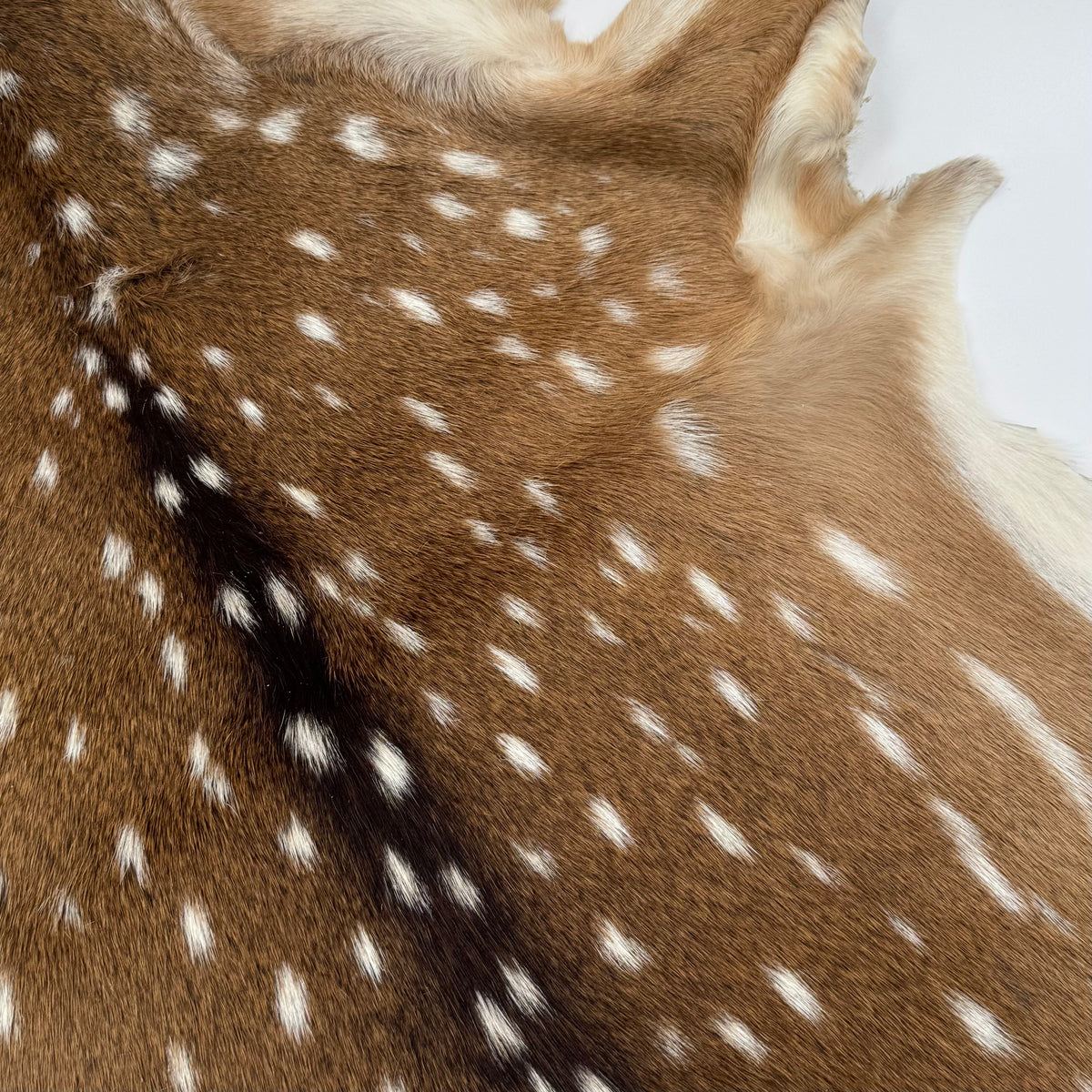 Extra Soft Axis Wild Deer Hide - only 10 available!
