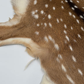 Extra Soft Axis Wild Deer Hide - only 10 available!